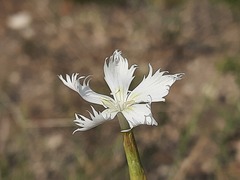 Dianthus awaricus
