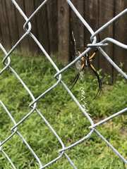 Argiope aurantia