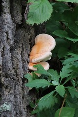 Laetiporus cremeiporus