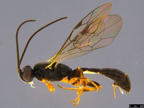 Carria género Carria · NaturaLista Colombia