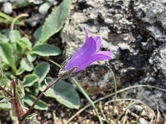 Campanula sibirica