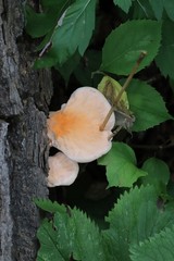 Laetiporus cremeiporus