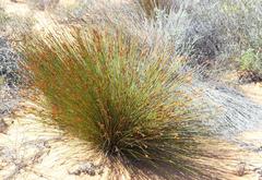 Thamnochortus bachmannii