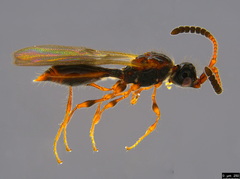 Ambositrinae