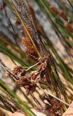 Thamnochortus bachmannii