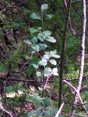 Cotoneaster integerrimus