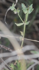 Euphorbia peplidion