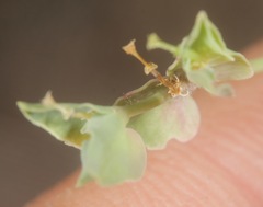 Euphorbia peplidion