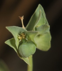 Euphorbia peplidion