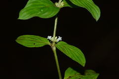 Exallage auricularia