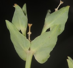 Euphorbia peplidion