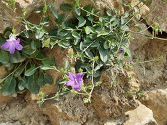 Campanula daghestanica