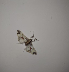 Neoleucinodes