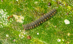 Pyrgodesmidae