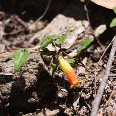 Marianthus bignoniaceus