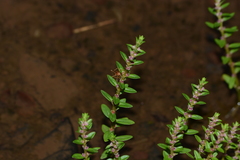 Rotala