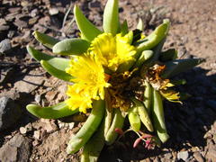 Glottiphyllum