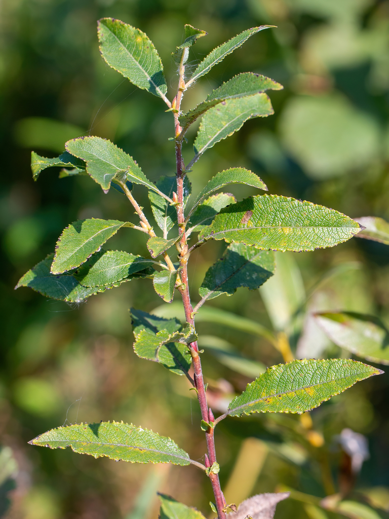 Salix myrsinifolia — an easy houseplant, prefers full sun light