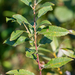 Salix myrsinifolia - Photo (c) Dina Nesterkova,  זכויות יוצרים חלקיות (CC BY-NC), הועלה על ידי Dina Nesterkova