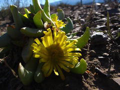 Glottiphyllum