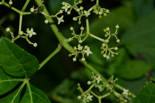 Image of Cyphostemma auriculatum by no rights reserved