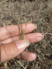 Bufonia parviflora