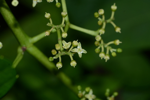 Image of Cyphostemma auriculatum by no rights reserved