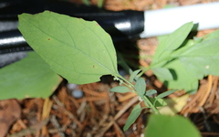 Chenopodium standleyanum