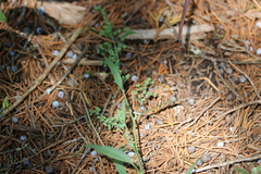 Chenopodium standleyanum