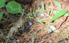 Chenopodium standleyanum