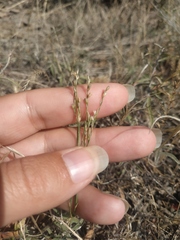 Bufonia parviflora