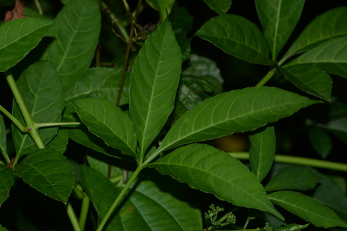 Image of Cyphostemma auriculatum by no rights reserved