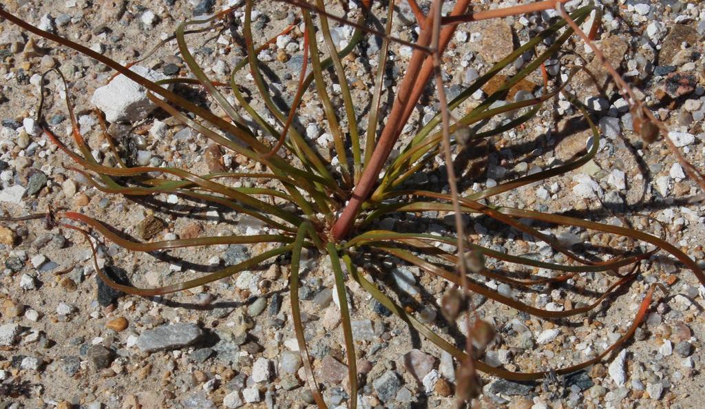 Trachyandra bulbinifolia, Noep to Koingnaas road