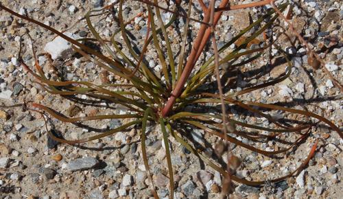 Trachyandra bulbinifolia