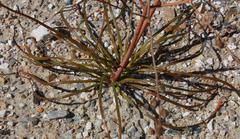 Trachyandra bulbinifolia