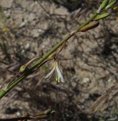 Trachyandra bulbinifolia