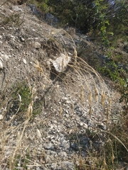 Piptatherum holciforme