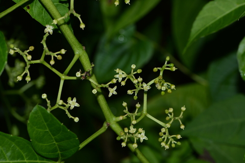 Cayratia auriculata