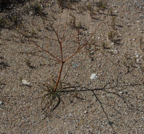 Trachyandra bulbinifolia