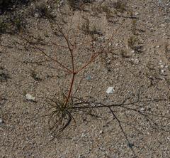 Trachyandra bulbinifolia
