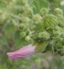 Pavonia columella