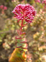 Crassula rupestris rupestris