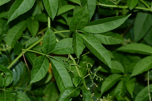 Cayratia auriculata