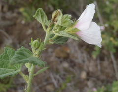 Pavonia columella