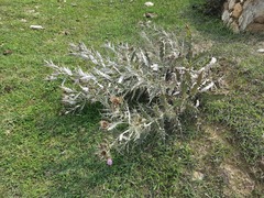 Cirsium argillosum