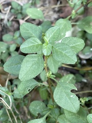 Amaranthus thunbergii