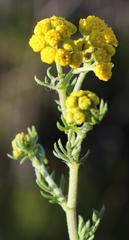 Nidorella pinnata