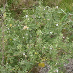 Pavonia columella