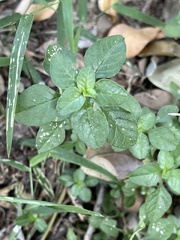 Amaranthus thunbergii