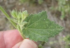 Pavonia columella